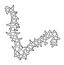 Orthotrichum sainsburyi, cross-section of upper laminal cells including costa.
 Image: R.C. Wagstaff © All rights reserved. Redrawn with permission from Lewinsky (1984). 